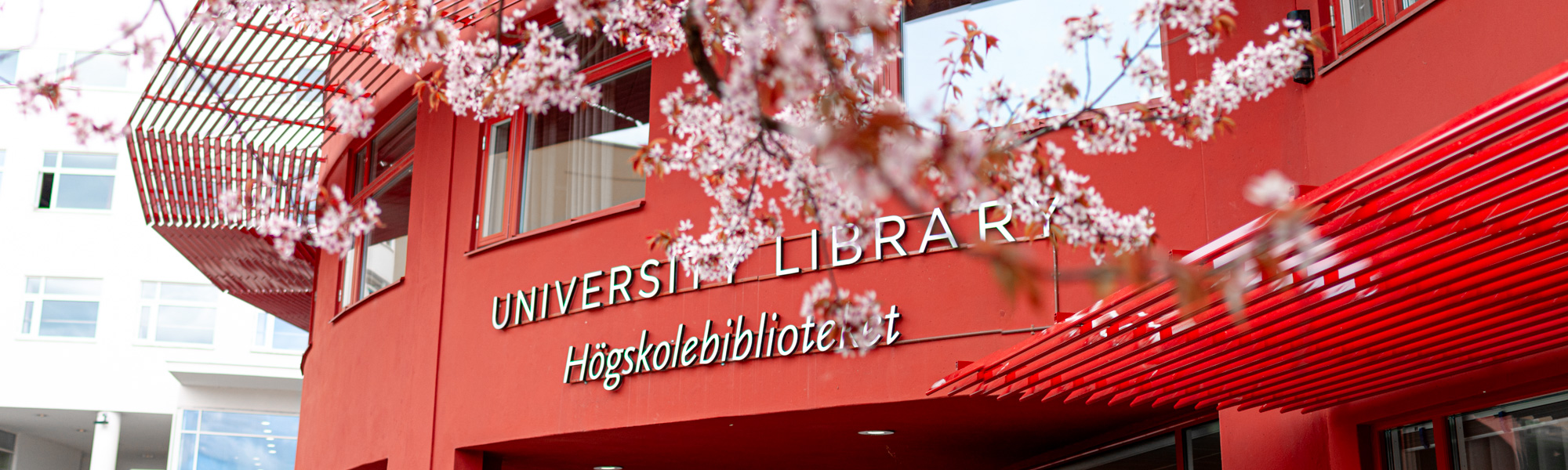 Högskolebibliotekets entré med ett  körsbärsträd i förgrunden som blommar i rosa mot den röda fasaden.
